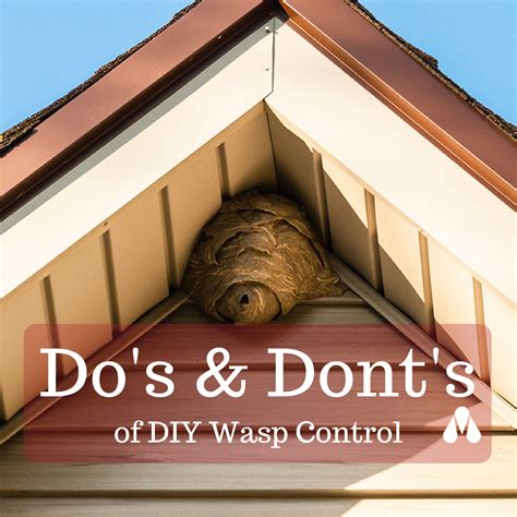 Get rid of wasp nest. Things To Know About Get rid of wasp nest. 